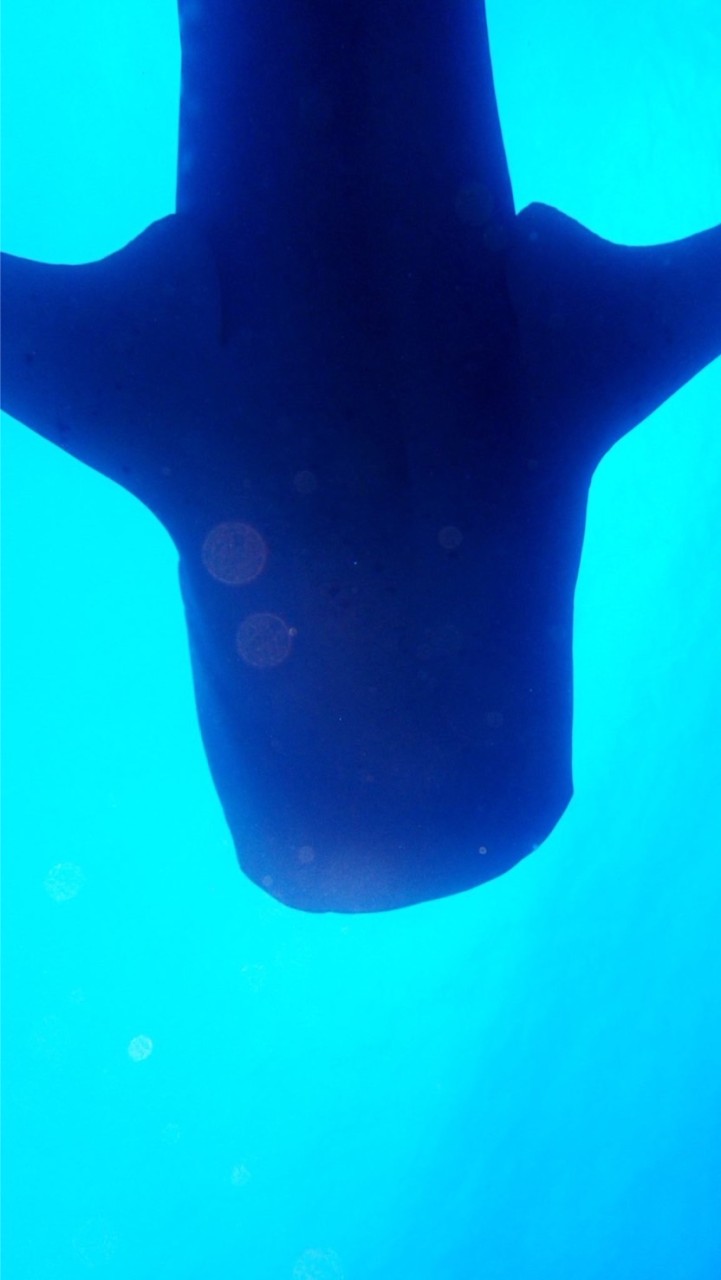 走吧潛水