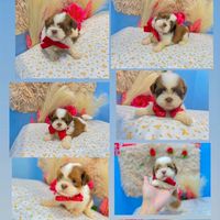 ชิสุห์แท้ จมูกตับบ้านฟ้า 🏠🐾🐶