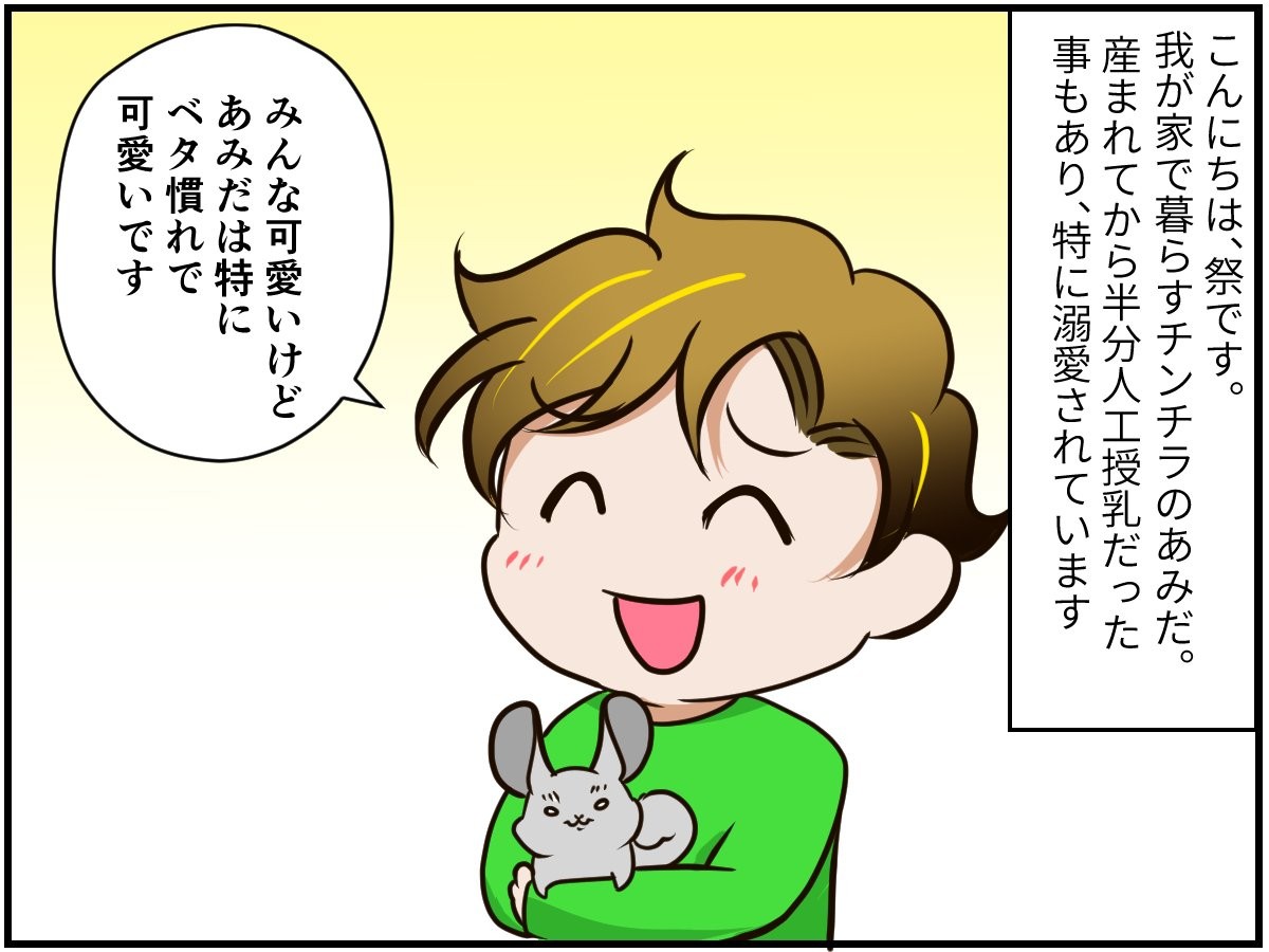 チンチラのあみだは自分が一番じゃないと気が済まない 祭さんに 構ってオーラ 全開で可愛すぎる チンチライフ149話 Limo リーモ