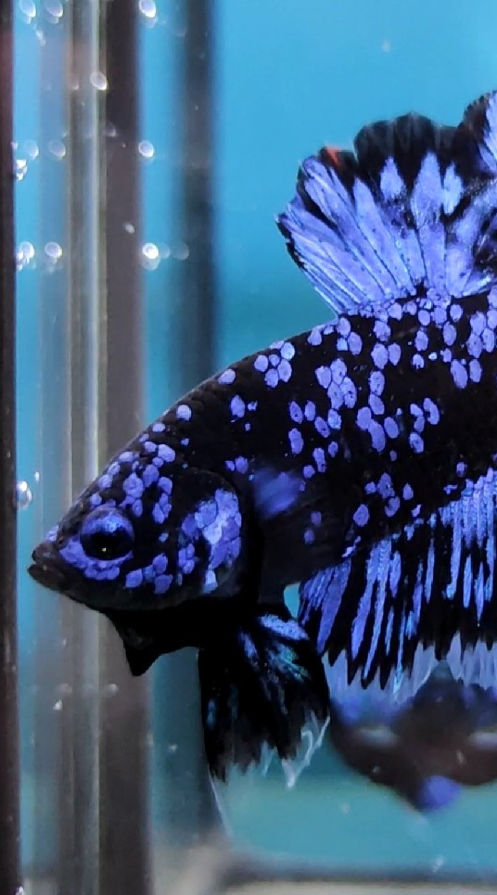 fighting fish market