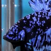 fighting fish market