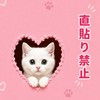 【TikTokLite】協力【争奪戦】SHEIN・TEMU