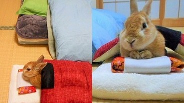 幫家裡的兔子買了個被窩 可愛的牠每晚都在等主人一起睡覺