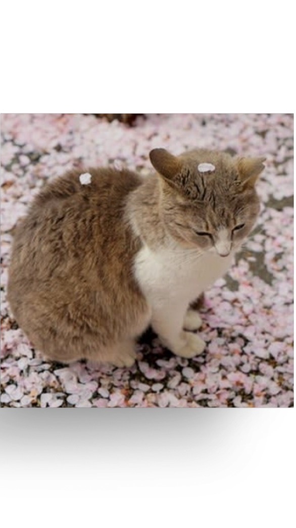 櫻花下的貓樂園