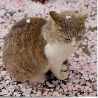 櫻花下的貓樂園