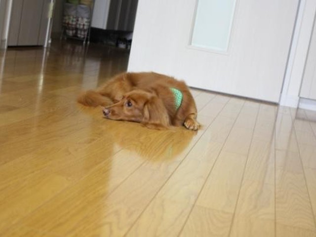 犬の脱走防止策３つのコト ねこのきもちnews