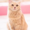 【gnki】Curiosity killed the cat【壁打ち】