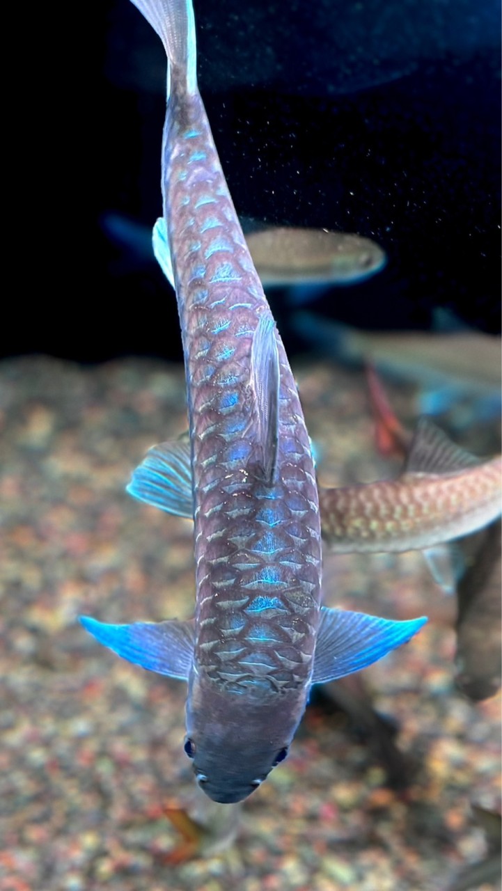 原生魚吉羅飼養交流