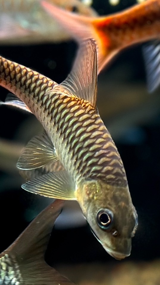 原生魚吉羅飼養交流