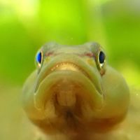 ハゼ類を愛でる会
