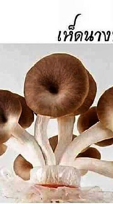 🍄ศูนย์การเรียนรู้ฟาร์มเห็ดคุณธนกฤต์ ไม่มีธุระกิจเครือข่ายแชร์ลูกโซ้🍄