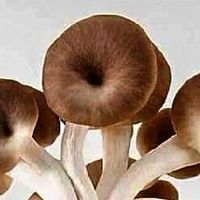 🍄ศูนย์การเรียนรู้ฟาร์มเห็ดคุณธนกฤต์ ไม่มีธุระกิจเครือข่ายแชร์ลูกโซ้🍄