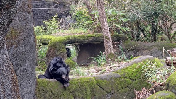 【台北景點】台北市立動物園-逛一整天也逛不完的必去景點！大朋友小朋友最適合的親子旅遊