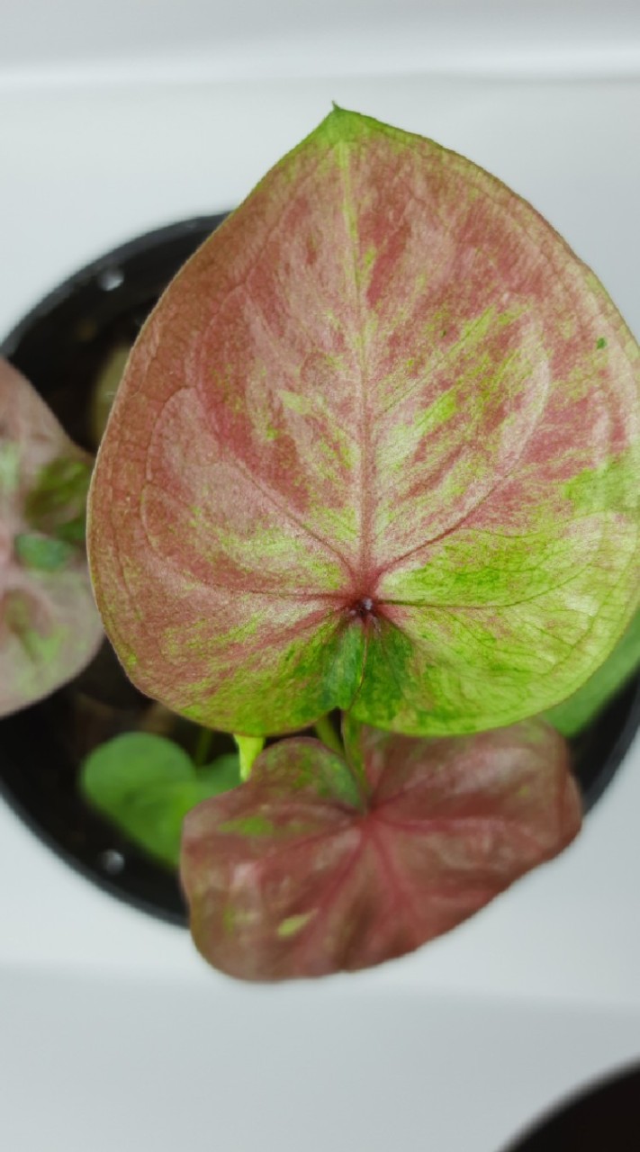 ท่องโลกบอนสี Caladium Passport