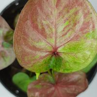 ท่องโลกบอนสี Caladium Passport