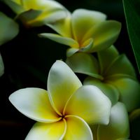 Luchi芳療首選 個人專屬精油俱樂部