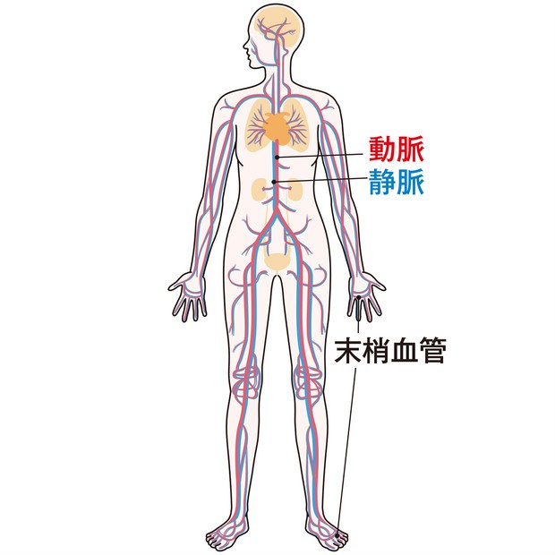 今 意識すべきは 血管力 プロが教える血管美容の基礎知識