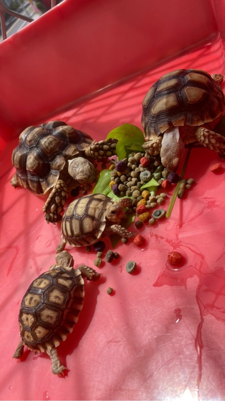 花蓮＊蘇卡達、豹紋陸龜、陸龜飼養飼料經驗哈拉交流區