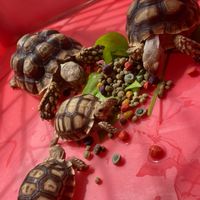 花蓮＊蘇卡達、豹紋陸龜、陸龜飼養飼料經驗哈拉交流區