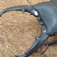 カブクワ(カブトムシ、クワガタムシ)愛好会