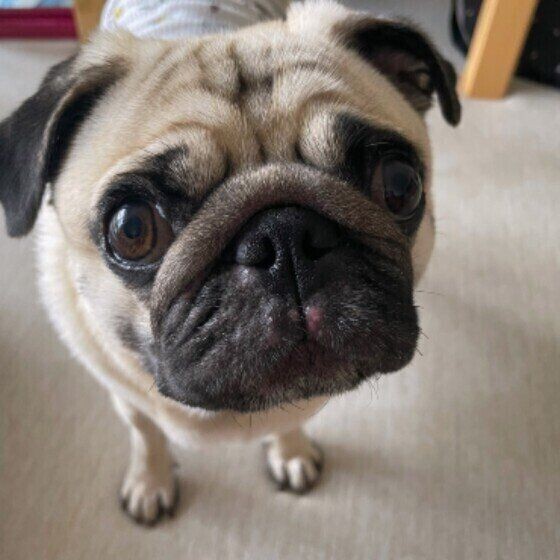 パグやブルドッグだけじゃない 顔のしわが特徴的な犬種