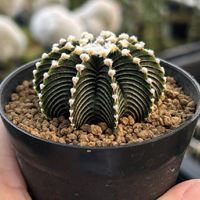 Thecactusgardennn