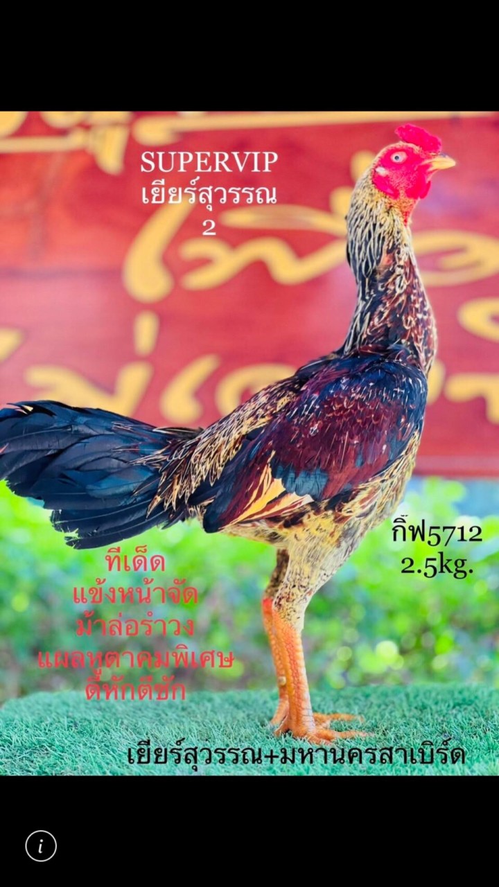 🐔อ.อุปนันท์ ซุ้มหนุ่มชาววัง สายเลือด สมีสุวรรณ