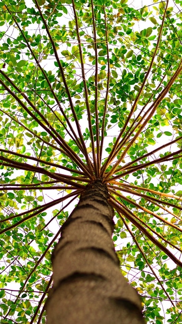 靠北國壽🌳浪犬收容所