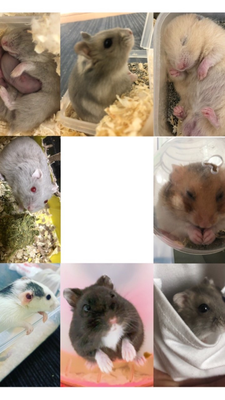 OpenChat 小動物 エキゾチックアニマル 愛好家部屋🐹🐁🐀