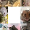 小動物 エキゾチックアニマル 愛好家部屋🐹🐁🐀