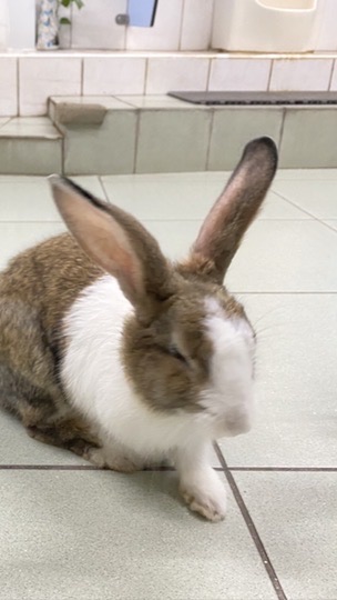 德蘭幼幼-平安班（114學年度）