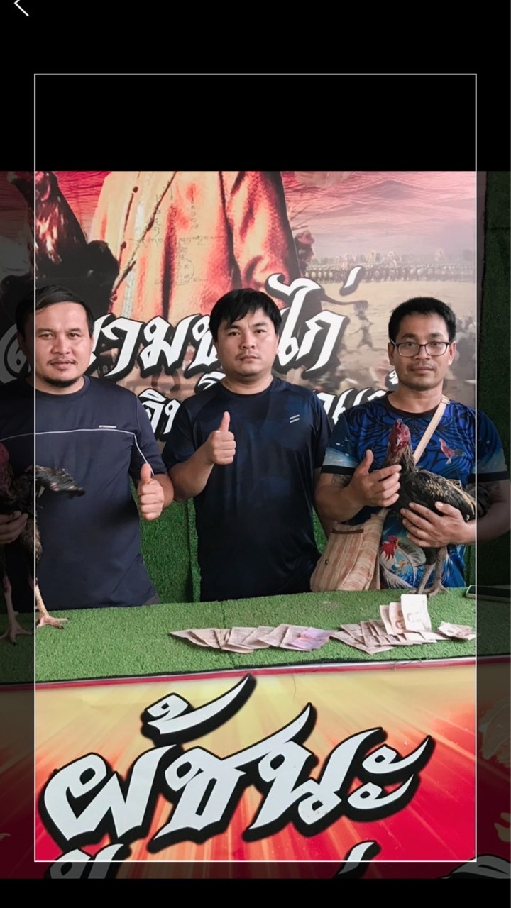 ไก่ชนพื้นบ้าน(ซุ้ม.มะขามหวาน)