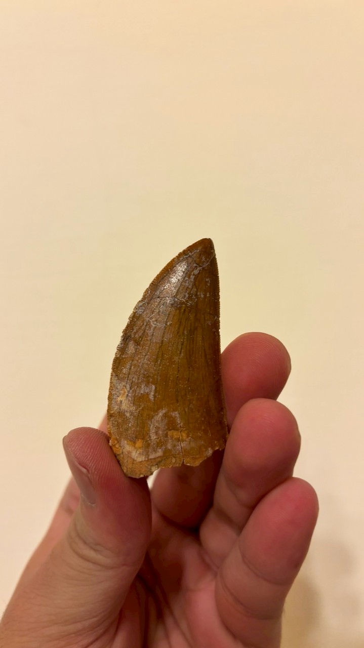 石光牙齒交流區