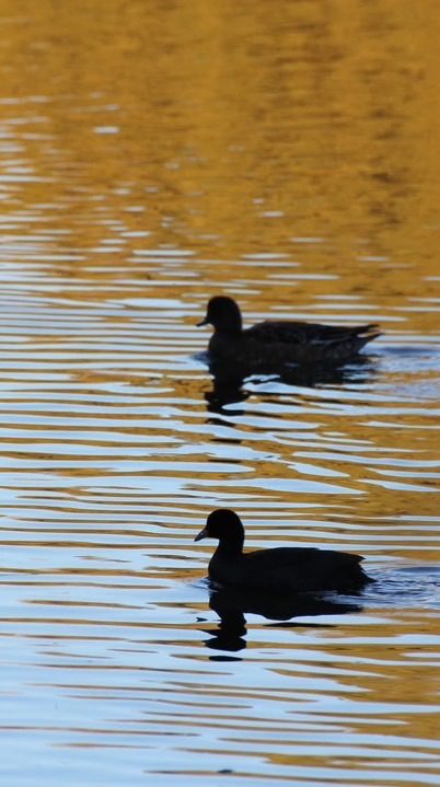 挨拶だけSIDE3スタンプ