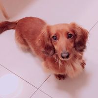 諾的寵物用品食品專賣