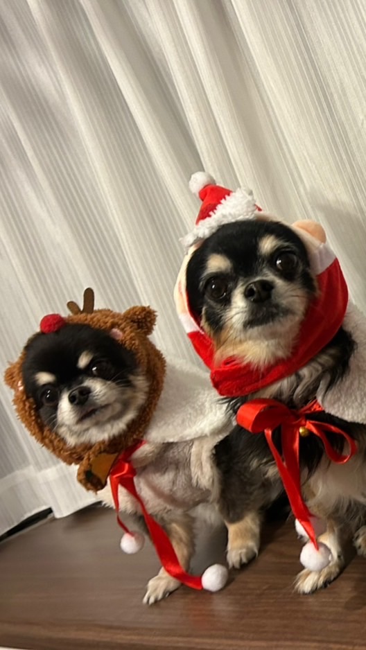 💙🐶チワワのちゃむこて🐶❤️