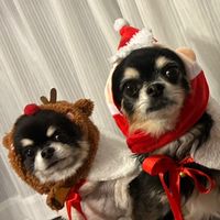 💙🐶チワワのちゃむこて🐶❤️