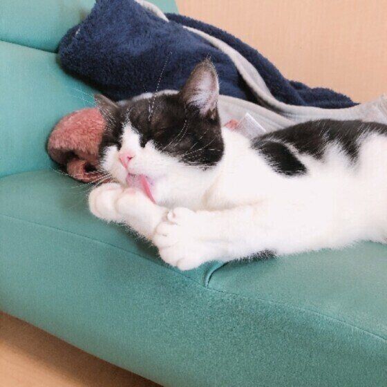 どんな気分 窓辺でくつろぐ猫が しっぽを振る 理由