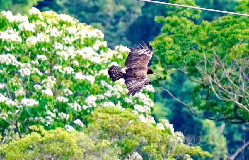 八卦山休閒軸 微笑天梯眺望市區美景、松柏嶺感受茶香，沿著八卦山休閒軸玩南投！ 7 2023