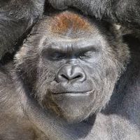 【ダダサバ】ぼくとゴリラ