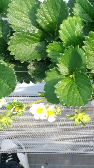 イチゴ農家はじめます