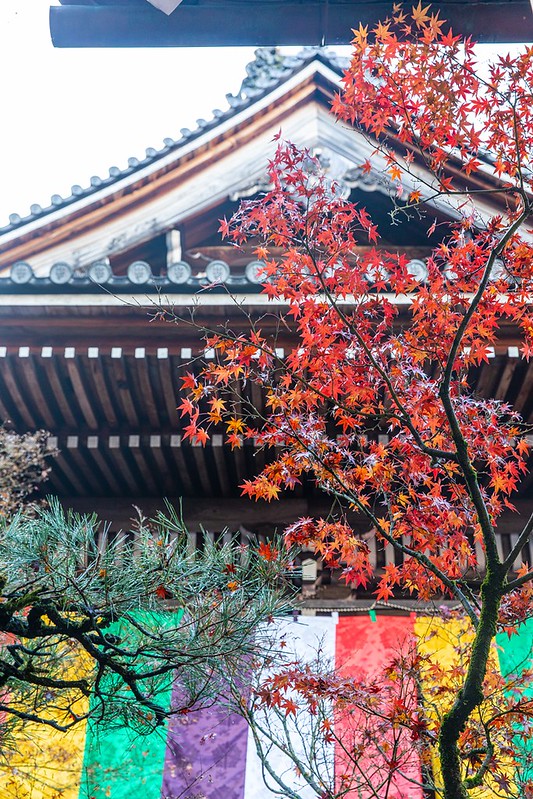 日本 京都賞楓 禪林寺紅葉的永觀堂 目不暇給的楓紅層層 Line旅遊