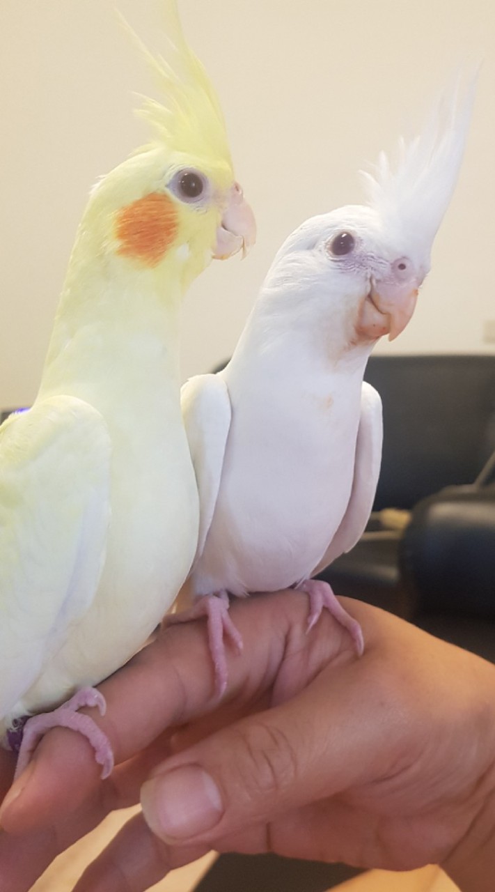 玄鳳鸚鵡會館