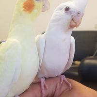 玄鳳鸚鵡會館