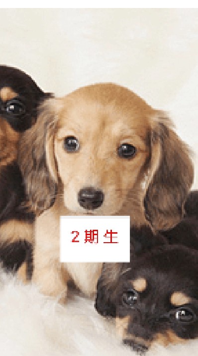 OpenChat 【２期生】犬 好きの会