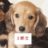 【２期生】犬 好きの会