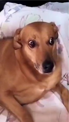 OpenChat ぺろはんオープンチャット