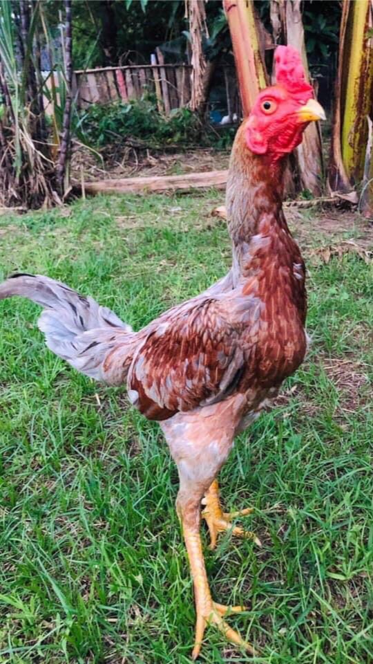 กลุ่ม เบอร์ไก่ชน🐓