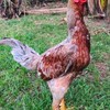 กลุ่ม เบอร์ไก่ชน🐓