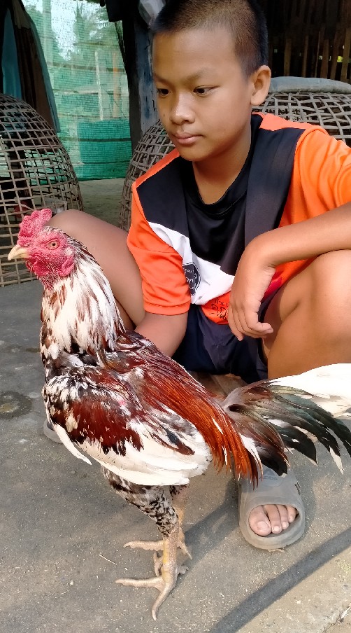 ซื้อขายและเปิดประมูลไก่ชน